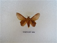 藏品(後鋸枯葉蛾)的圖片